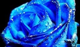 蓝色妖姬吃瓜哥的瓜,吃瓜哥瓜中藏的惊人真相