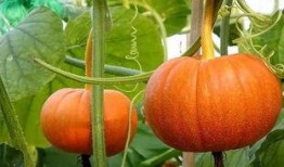 小含吃瓜,揭秘娱乐圈那些不为人知的幕后故事