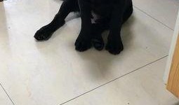 带你吃瓜宠物鸭,带你领略“吃瓜”宠物鸭的独特魅力