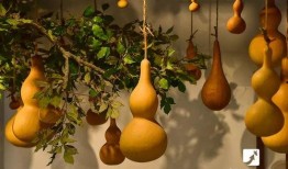 吃瓠瓜呕吐,揭秘吃瓠瓜呕吐之谜