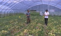 湖北吃瓜科技,揭秘科技圈的那些“瓜”