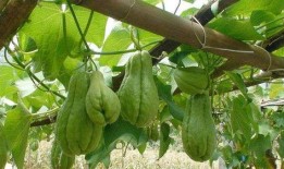 可吃的佛手瓜,美味与健康的绿色佳肴