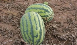 小含吃瓜,揭秘娱乐圈那些不为人知的幕后故事