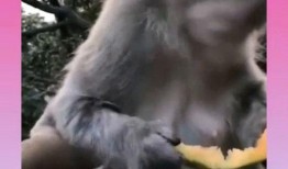 猴子吃瓜预测,揭秘动物世界中的趣味预测现象