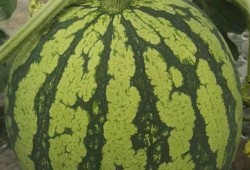 吃瓜网必看大瓜,吃瓜网必看大瓜盘点