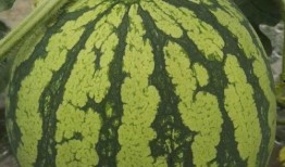 吃瓜网必看大瓜,吃瓜网必看大瓜盘点