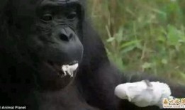 吃瓜变猩猩李子