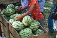 湖北松滋吃瓜视频,一场夏日乡村的欢乐盛宴