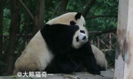 小熊在线吃瓜,趣味横生揭秘网络热点