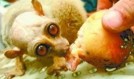 怪兽吃瓜不吃瓜下一句,揭秘吃瓜与不吃瓜之谜