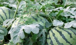 吃云南小瓜会影响药效吗,影响药效的真相揭秘