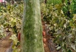 薇薇吃瓜,揭秘娱乐圈那些不为人知的幕后故事