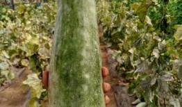 薇薇吃瓜,揭秘娱乐圈那些不为人知的幕后故事