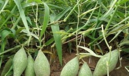 吃梢瓜好吗,吃梢瓜的好处与营养价值解析