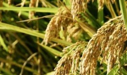 吃瓜水稻,农业创新与绿色生活的完美结合