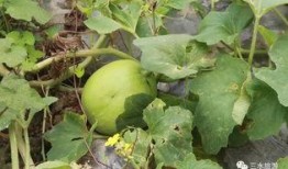 国外小孩农场吃瓜,国外小孩的夏日吃瓜盛宴