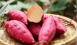 麻瓜地瓜能一起吃吗,能否共融一餐？