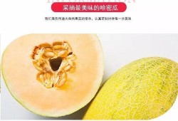 哈密哪里吃瓜,探寻新疆哈密特色瓜果美食之旅
