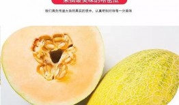 哈密哪里吃瓜,探寻新疆哈密特色瓜果美食之旅