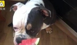 狗狗吃瓜趣事,狗狗吃瓜趣事大盘点