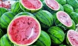 只吃虫不吃瓜,探寻只吃虫不吃瓜的神秘生物之谜