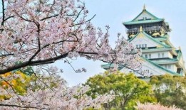 吃瓜群樱花屋,揭秘网络社交圈的甜蜜与争议