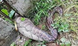 吃瓜吞天蟒,揭秘神秘巨蟒的惊人食量与生存奥秘