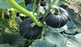 瓜姐今日吃瓜今日大瓜,揭秘今日大瓜背后的真相