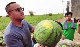 刘爱萍吃瓜,揭秘娱乐圈幕后真相