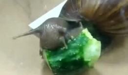 蜗瓜怎么吃,探索家常美味新选择