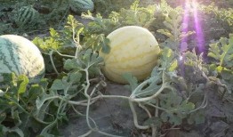 栗园小区吃瓜,吃瓜群众的热闹日常