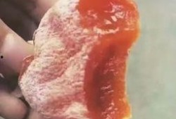 吃蜜瓜的猴子视频