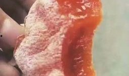 吃蜜瓜的猴子视频