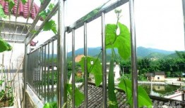 苏州魅力花园吃瓜,瓜果飘香，品味夏日田园风情