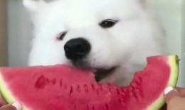 吃瓜萨摩,揭秘网红萨摩耶的爆笑日常