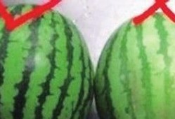 小圆瓜都怎么吃