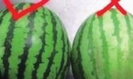 小圆瓜都怎么吃