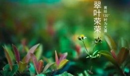 吃瓜的季节诗句,诗韵盎然——吃瓜季节的诗意时光