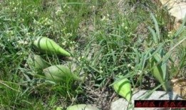 胡芦瓜能和高笋一起吃吗,胡芦瓜与高笋的搭配食用指南