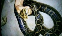 吃瓜吞天蟒,揭秘神秘巨蟒的惊人食量与生存奥秘