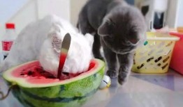 猫咪吃瓜啃冰棍,瓜果冰棍大挑战