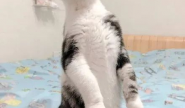 会吃瓜的猫咪,揭秘宠物界的“网红”现象