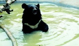 狗熊吃瓜的音乐,欢快旋律中的夏日狂欢