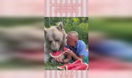 仔仔熊吃瓜动作,仔仔熊的欢乐吃瓜时光